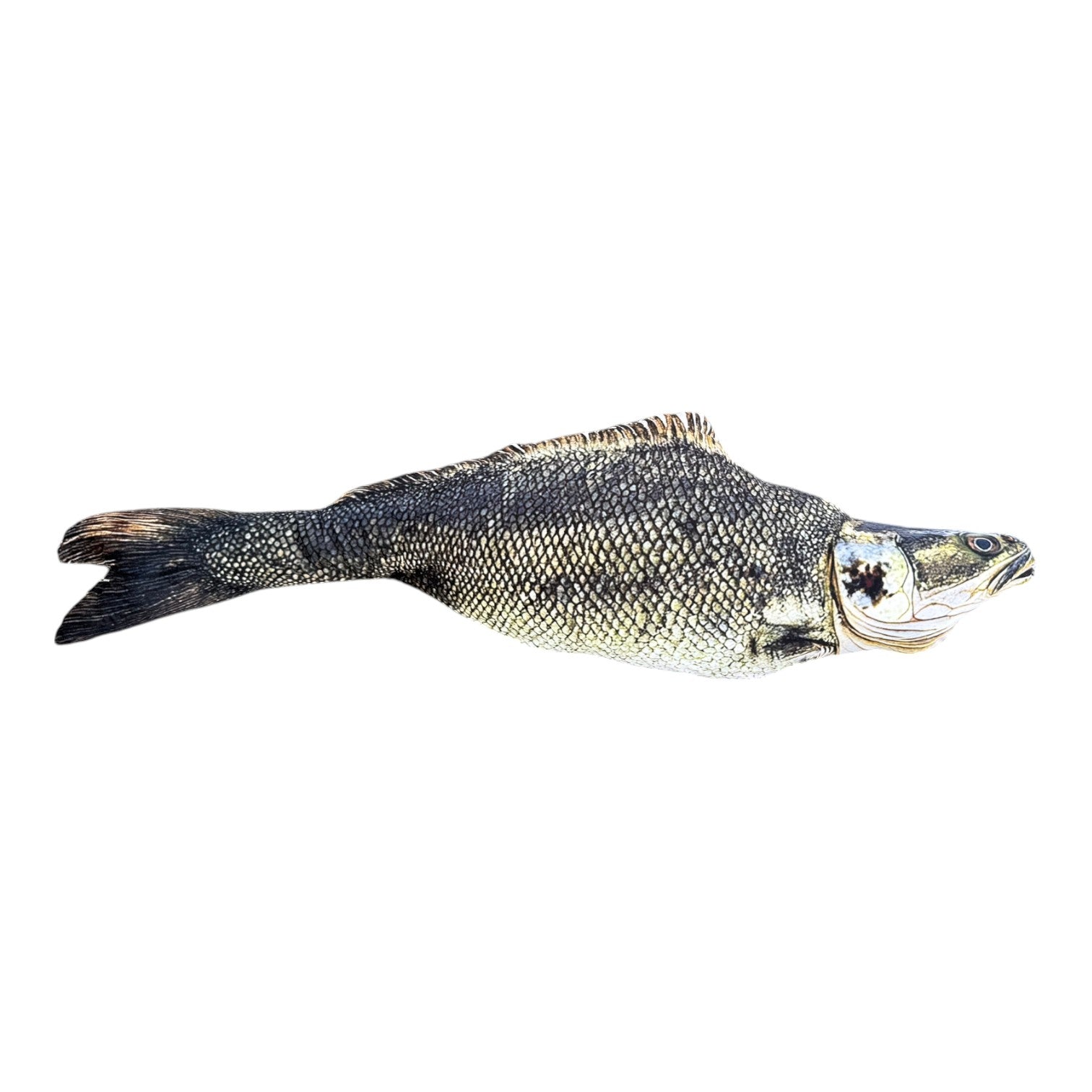 Freshwater Hybrid Fish