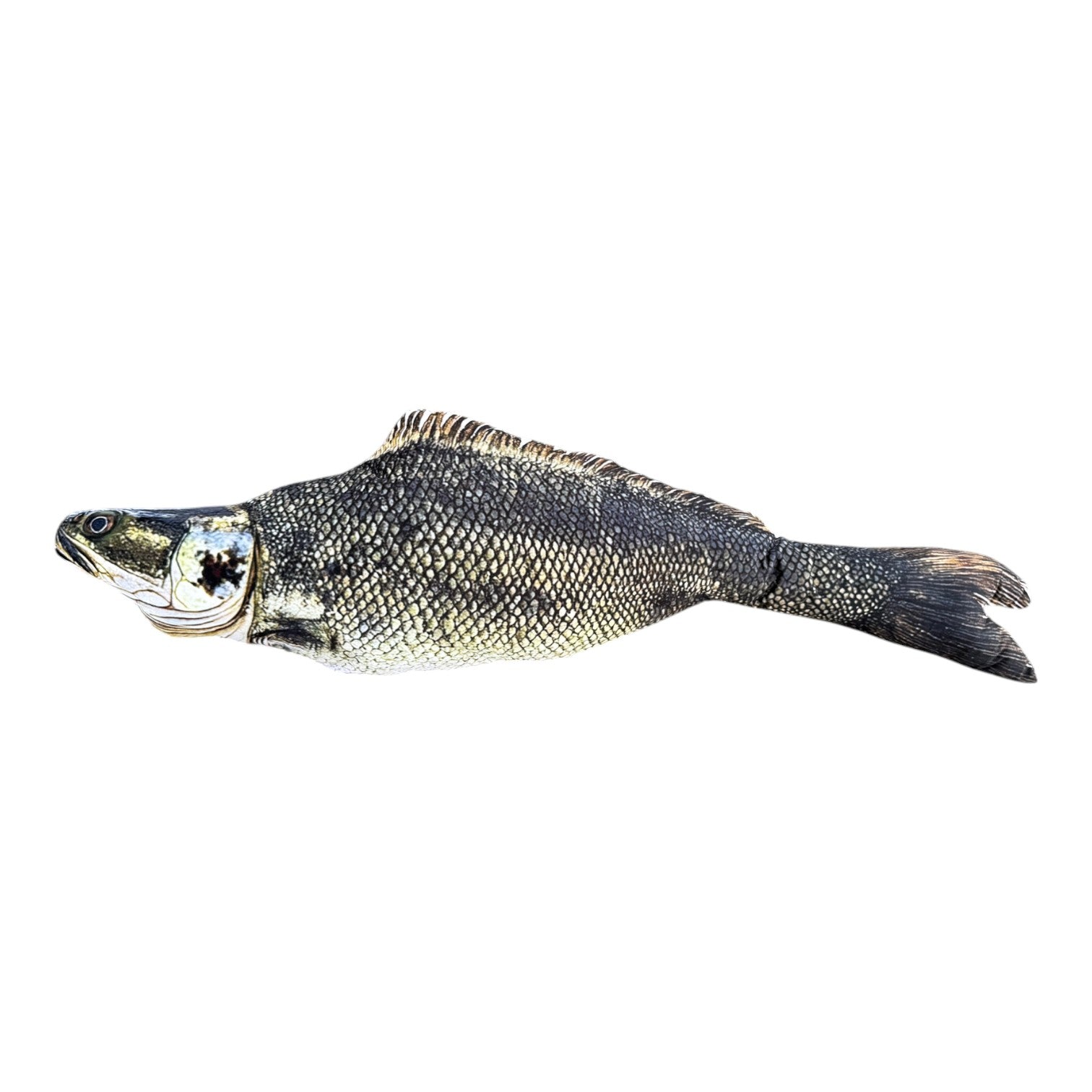 Freshwater Hybrid Fish