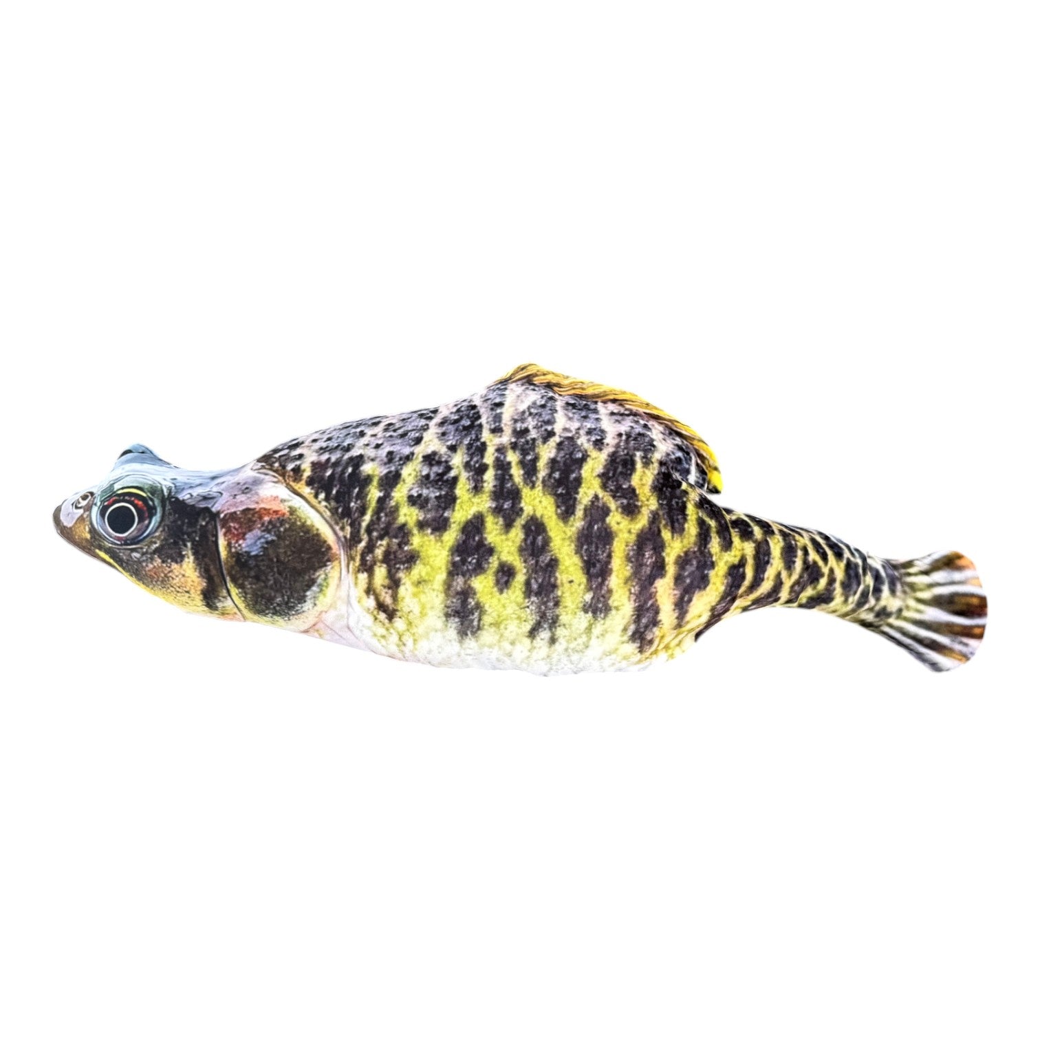 Bull Frog Fish