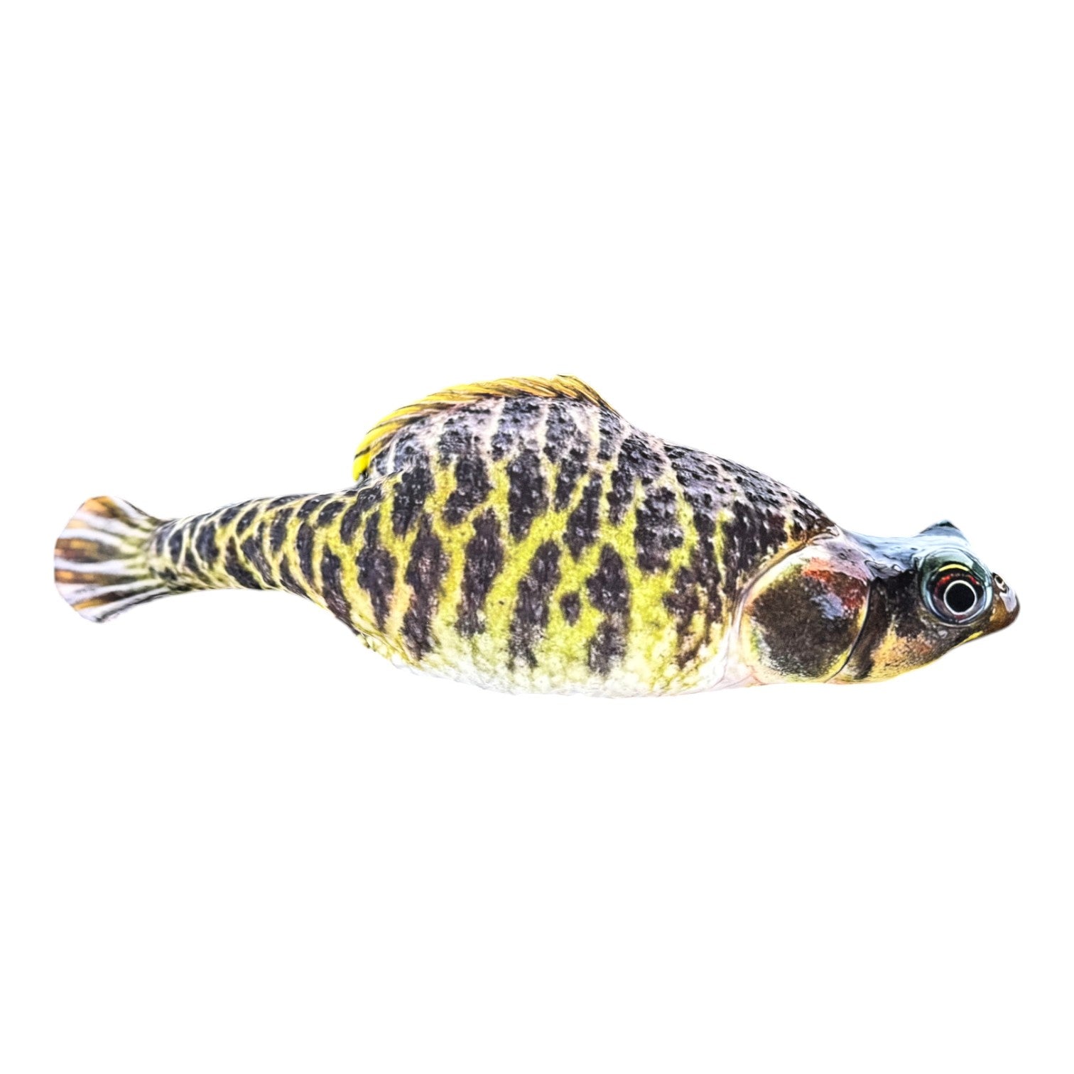 Bull Frog Fish